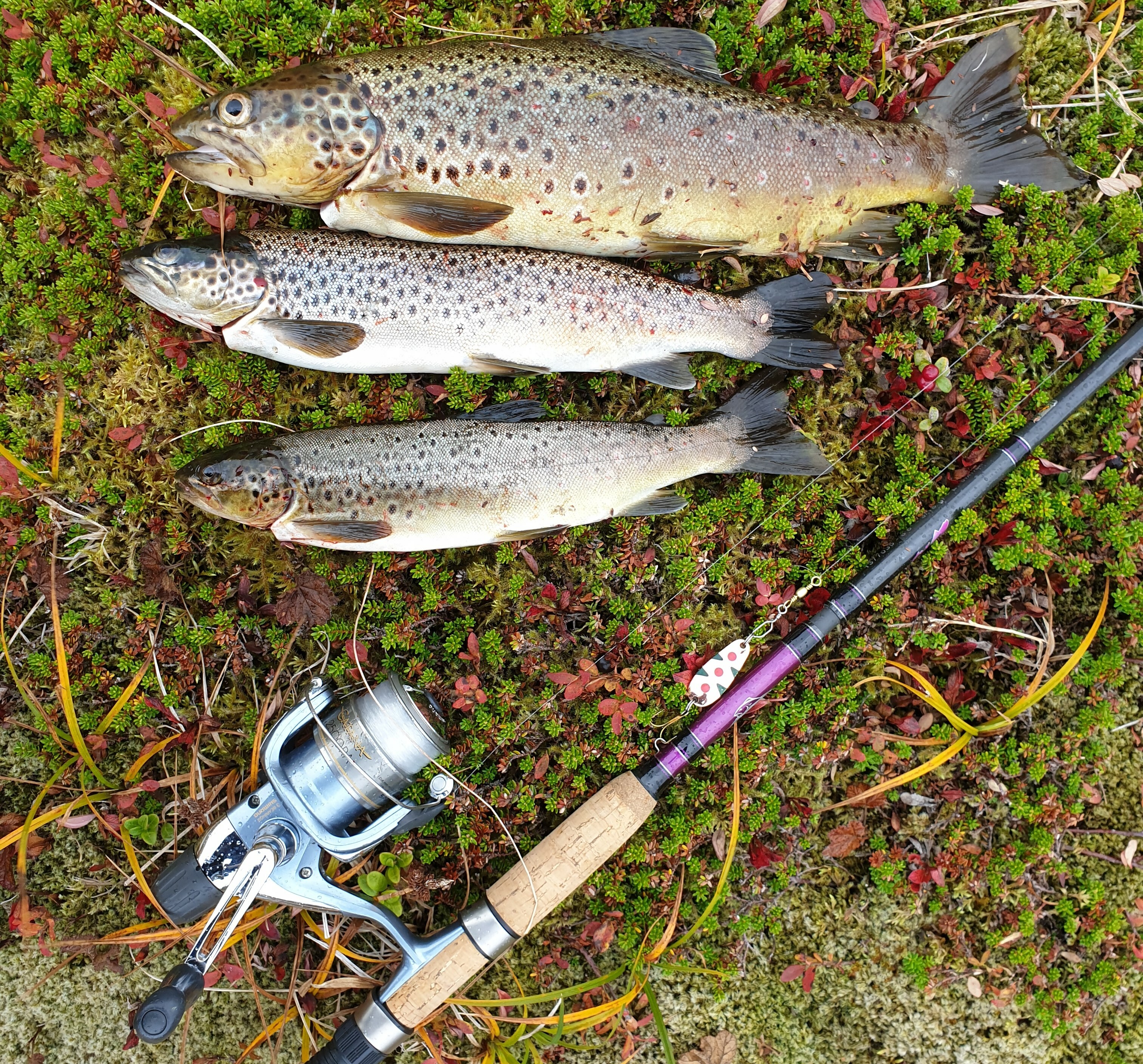 Tre feite panne-ørret og en fiskestang.